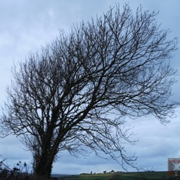 image tree Henton Punchardon