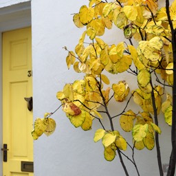image yellow tree leaf door Appledore 