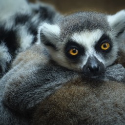 image fauna nature mammal ringtailed lemur